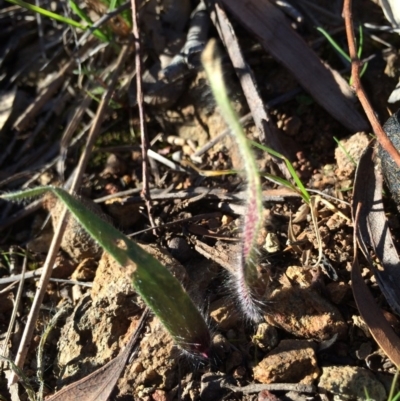 Caladenia actensis (Canberra Spider Orchid) at Hackett, ACT by AaronClausen