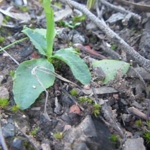 Pterostylis nutans at Canberra Central, ACT - suppressed