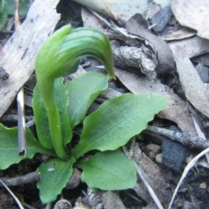 Pterostylis nutans at Canberra Central, ACT - suppressed