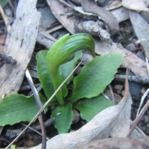 Pterostylis nutans at Canberra Central, ACT - 24 Aug 2014