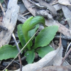 Pterostylis nutans at Canberra Central, ACT - 24 Aug 2014