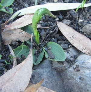 Pterostylis nutans at Point 5595 - 24 Aug 2014