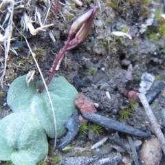 Cyrtostylis reniformis (Common Gnat Orchid) at Acton, ACT - 24 Aug 2014 by JoshMulvaney