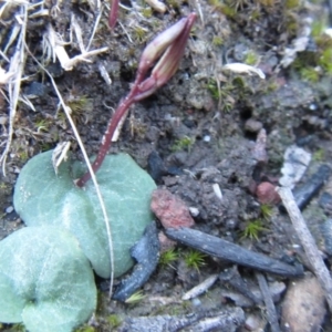 Cyrtostylis reniformis at suppressed - 24 Aug 2014