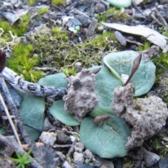 Cyrtostylis reniformis at suppressed - 24 Aug 2014