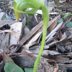 Pterostylis nutans at Acton, ACT - 24 Aug 2014