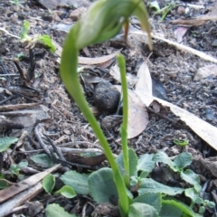 Pterostylis nutans at Acton, ACT - suppressed