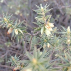 Melichrus urceolatus (Urn Heath) at Tennent, ACT - 14 Aug 2014 by michaelb