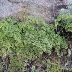 Adiantum aethiopicum (Common Maidenhair Fern) at Tennent, ACT - 14 Aug 2014 by michaelb