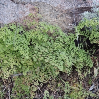 Adiantum aethiopicum (Common Maidenhair Fern) at Tennent, ACT - 14 Aug 2014 by MichaelBedingfield