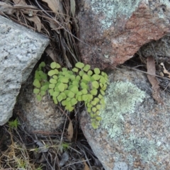 Adiantum aethiopicum at Tennent, ACT - suppressed