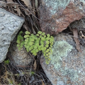 Adiantum aethiopicum at Tennent, ACT - suppressed