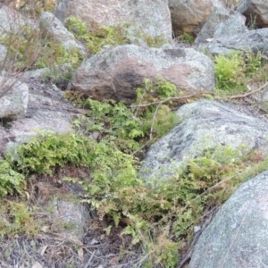 Adiantum aethiopicum at Tennent, ACT - suppressed