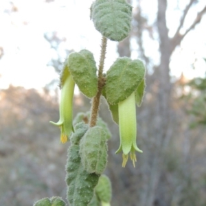 Correa reflexa var. reflexa at Tennent, ACT - 14 Aug 2014