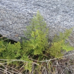 Cheilanthes austrotenuifolia (Rock Fern) at Tennent, ACT - 14 Aug 2014 by michaelb