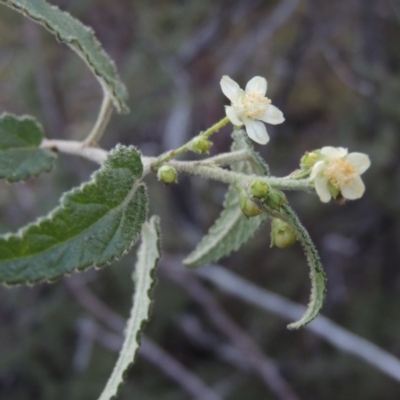 Gynatrix pulchella (Hemp Bush) at Tennent, ACT - 14 Aug 2014 by michaelb