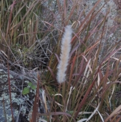 Imperata cylindrica (Blady Grass) at Tennent, ACT - 14 Aug 2014 by MichaelBedingfield