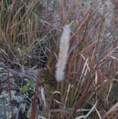 Imperata cylindrica (Blady Grass) at Tennent, ACT - 14 Aug 2014 by michaelb