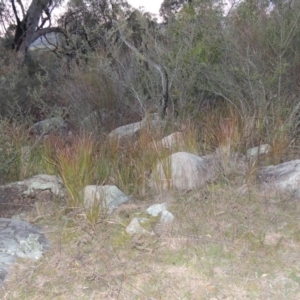 Imperata cylindrica at Tennent, ACT - 14 Aug 2014
