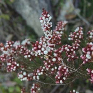 Micromyrtus ciliata at Tennent, ACT - 14 Aug 2014 06:12 PM