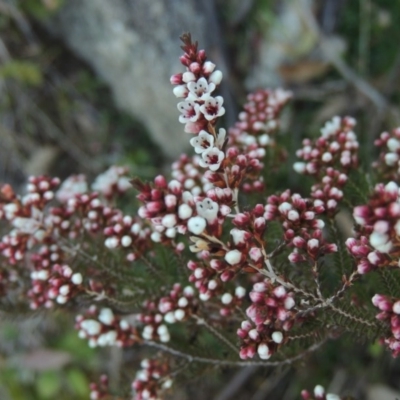 Micromyrtus ciliata (Fringed Heath-myrtle) at Tennent, ACT - 14 Aug 2014 by michaelb