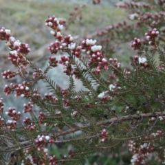 Micromyrtus ciliata at Tennent, ACT - 14 Aug 2014