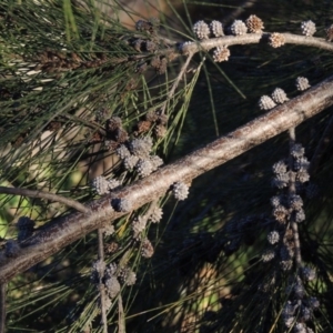 Casuarina cunninghamiana subsp. cunninghamiana at Point Hut to Tharwa - 10 Aug 2014