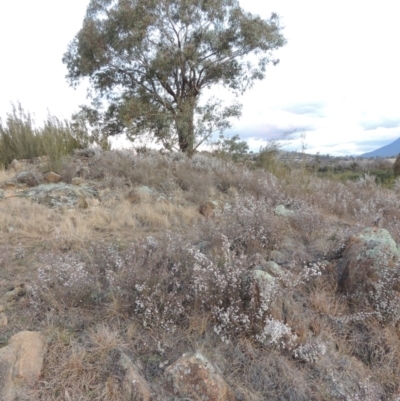 Styphelia attenuatus (Small-leaved Beard Heath) at Pine Island to Point Hut - 10 Aug 2014 by michaelb