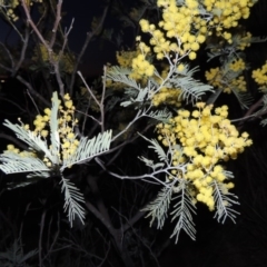 Acacia dealbata (Silver Wattle) at Point Hut to Tharwa - 19 Aug 2014 by michaelb