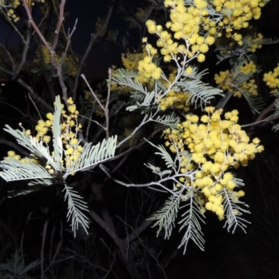 Acacia dealbata (Silver Wattle) at Point Hut Hill - 19 Aug 2014 by michaelb