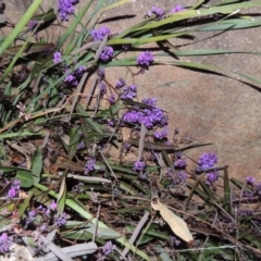 Hardenbergia violacea (False Sarsaparilla) at Point Hut Hill - 19 Aug 2014 by michaelb