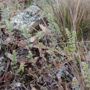 Cheilanthes distans at Conder, ACT - 18 Aug 2014