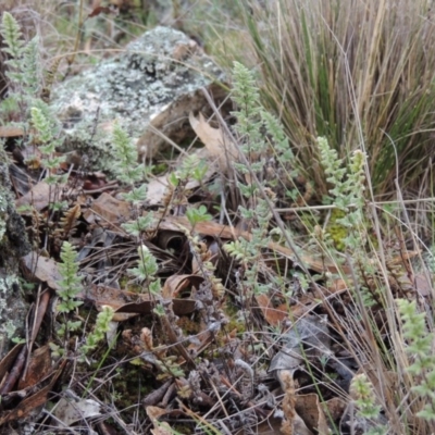 Cheilanthes distans (Bristly Cloak Fern) at Conder, ACT - 18 Aug 2014 by MichaelBedingfield