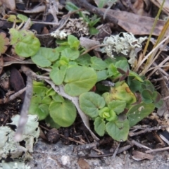 Scutellaria humilis (Dwarf Skullcap) at Conder, ACT - 18 Aug 2014 by MichaelBedingfield