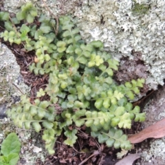 Asplenium subglandulosum (Blanket Fern) at Conder, ACT - 18 Aug 2014 by michaelb