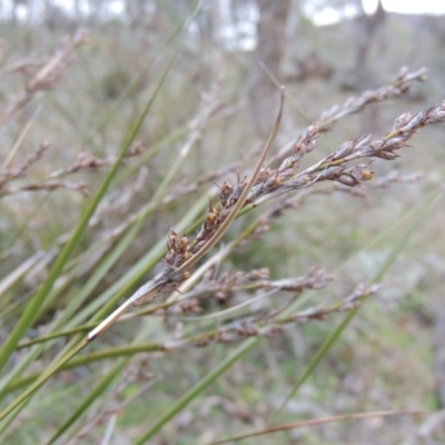 Lepidosperma laterale (Variable Sword Sedge) at Conder, ACT - 18 Aug 2014 by MichaelBedingfield