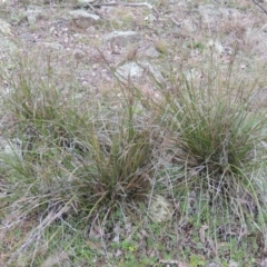 Lepidosperma laterale at Conder, ACT - 18 Aug 2014