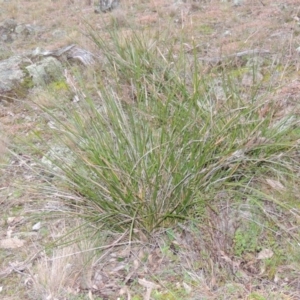 Lepidosperma laterale at Conder, ACT - 18 Aug 2014