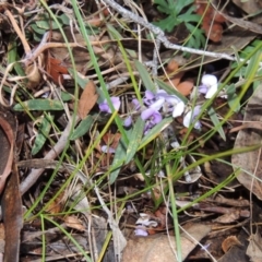 Hovea heterophylla (Common Hovea) at Conder, ACT - 18 Aug 2014 by michaelb