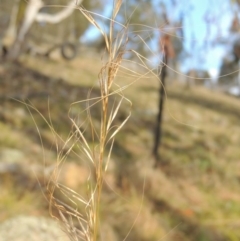 Austrostipa scabra subsp. falcata (Rough Spear-grass) at Conder, ACT - 21 Aug 2014 by MichaelBedingfield