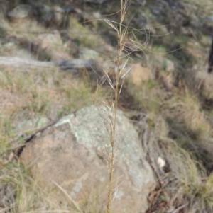 Austrostipa scabra subsp. falcata at Conder, ACT - 21 Aug 2014