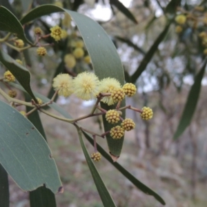 Acacia melanoxylon at Conder, ACT - 21 Aug 2014 06:13 PM