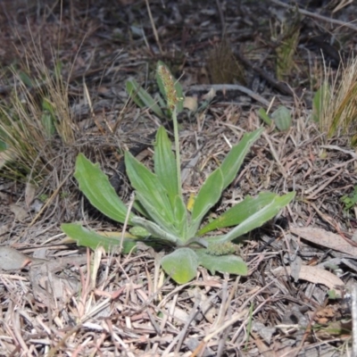 Plantago varia (Native Plaintain) at Conder, ACT - 21 Aug 2014 by michaelb
