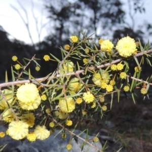 Acacia ulicifolia at Conder, ACT - 21 Aug 2014