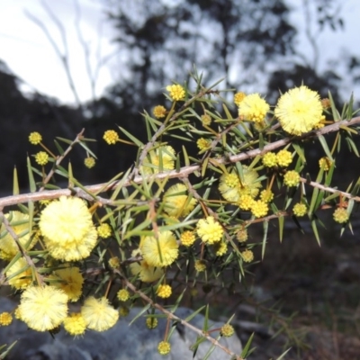 Acacia ulicifolia (Prickly Moses) at Conder, ACT - 21 Aug 2014 by MichaelBedingfield