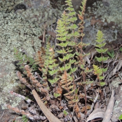 Cheilanthes distans (Bristly Cloak Fern) at Rob Roy Range - 21 Aug 2014 by michaelb