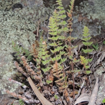 Cheilanthes distans (Bristly Cloak Fern) at Conder, ACT - 21 Aug 2014 by MichaelBedingfield