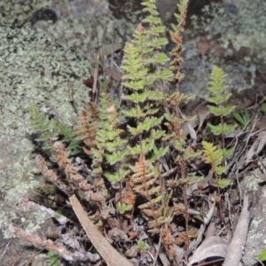 Cheilanthes distans at Conder, ACT - 21 Aug 2014