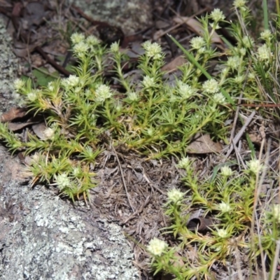 Scleranthus diander (Many-flowered Knawel) at Rob Roy Range - 21 Aug 2014 by michaelb