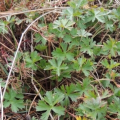 Geranium sp. Pleated sepals (D.E.Albrecht 4707) Vic. Herbarium (Naked Crane's-bill) at Hume, ACT - 23 Aug 2014 by MichaelBedingfield